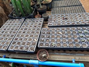 01 - Muitas NOVIDADES em breve.... - Imagem 16