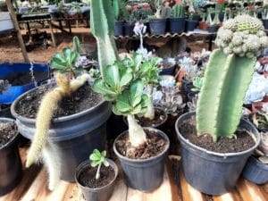 01 - Muitas NOVIDADES em breve.... - Imagem 9