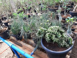 01 - Muitas NOVIDADES em breve.... - Imagem 12