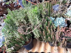 01 - Muitas NOVIDADES em breve.... - Imagem 11