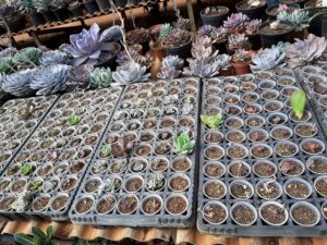 01 - Muitas NOVIDADES em breve.... - Imagem 10