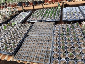 01 - Muitas NOVIDADES em breve.... - Imagem 13