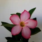 Sementes de Arabicum