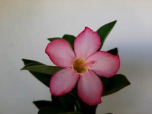 Sementes de Arabicum