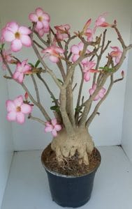 Sementes de Arabicum - Imagem 2