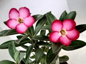 Sementes de Arabicum - Imagem 5