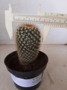 CACTOS Nº 03 - vaso 11 - Imagem 3