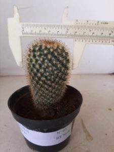 CACTOS Nº 03 - vaso 11 - Imagem 2