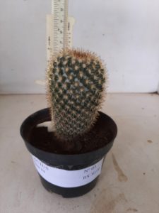 CACTOS Nº 03 - vaso 11 - Imagem 9
