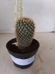 CACTOS Nº 03 - vaso 11 - Imagem 4