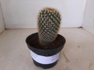 CACTOS Nº 03 - vaso 11 - Imagem 8