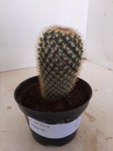 CACTOS Nº 03 - vaso 11