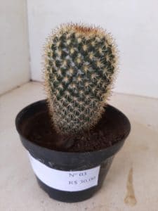 CACTOS Nº 03 - vaso 11 - Imagem 6