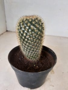 CACTOS Nº 03 - vaso 11 - Imagem 5