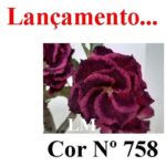 ENXERTO COR LM 758
