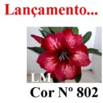 ENXERTO COR LM 802