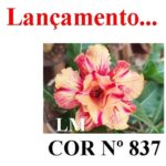 ENXERTO COR LM 837