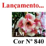 ENXERTO COR LM 840