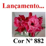 ENXERTO COR LM 882