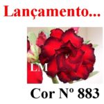 ENXERTO COR LM 883