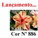 ENXERTO COR LM 886