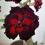 Planta Dobrada 1221 – 25cm – 02 anos