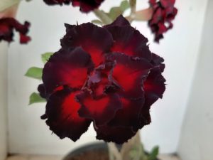 Planta Dobrada 1221 – 25cm – 02 anos