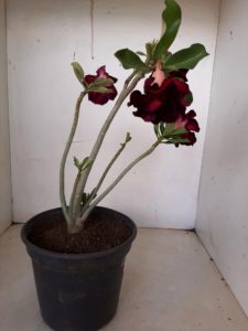 Planta Dobrada 1221 – 25cm – 02 anos - Imagem 5