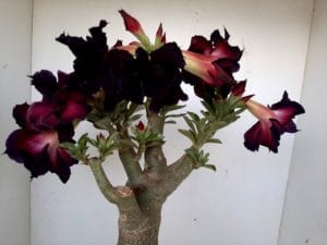 LEILÃO Nº 393 - Imagem 8