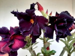 LEILÃO Nº 393 - Imagem 4