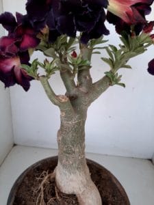 LEILÃO Nº 393 - Imagem 7