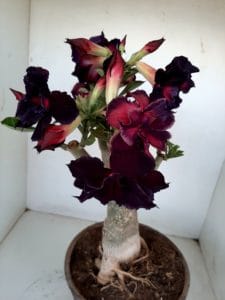 LEILÃO Nº 393 - Imagem 6