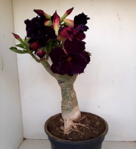 LEILÃO Nº 393 - Imagem 3