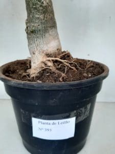 LEILÃO Nº 393 - Imagem 14