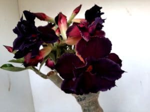 LEILÃO Nº 393 - Imagem 9