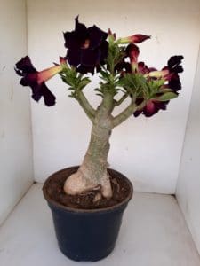 LEILÃO Nº 393 - Imagem 11