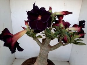 LEILÃO Nº 393 - Imagem 5