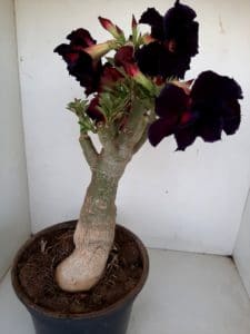 LEILÃO Nº 393 - Imagem 10