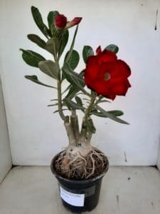 LEILÃO Nº 451 - Imagem 2