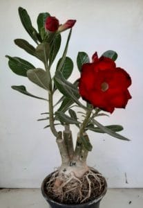 LEILÃO Nº 451 - Imagem 4