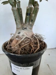 LEILÃO Nº 451 - Imagem 11