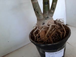 LEILÃO Nº 451 - Imagem 10