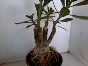 LEILÃO Nº 451 - Imagem 9