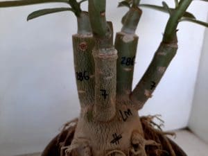 LEILÃO Nº 451 - Imagem 8