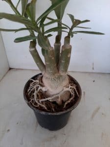 LEILÃO Nº 451 - Imagem 6