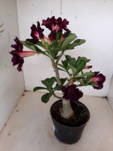 LEILÃO Nº 528 - Imagem 6