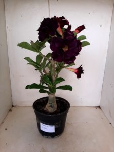 LEILÃO Nº 528 - Imagem 2