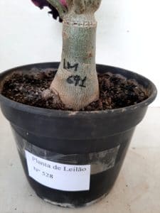 LEILÃO Nº 528 - Imagem 11