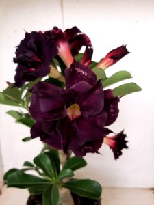 LEILÃO Nº 528 - Imagem 3