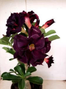 LEILÃO Nº 528 - Imagem 5